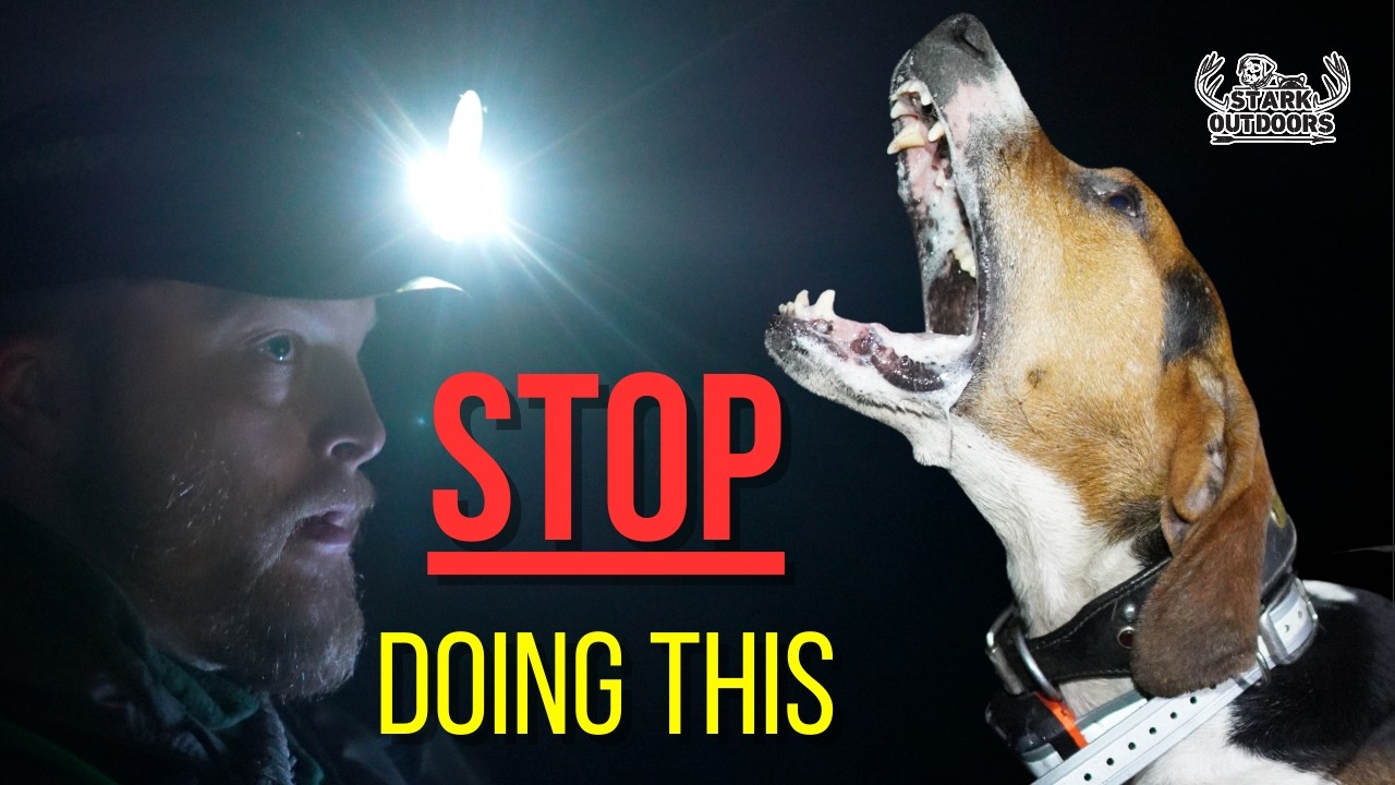 Stop Ruining Your Coonhound. Training Mistakes to Avoid.