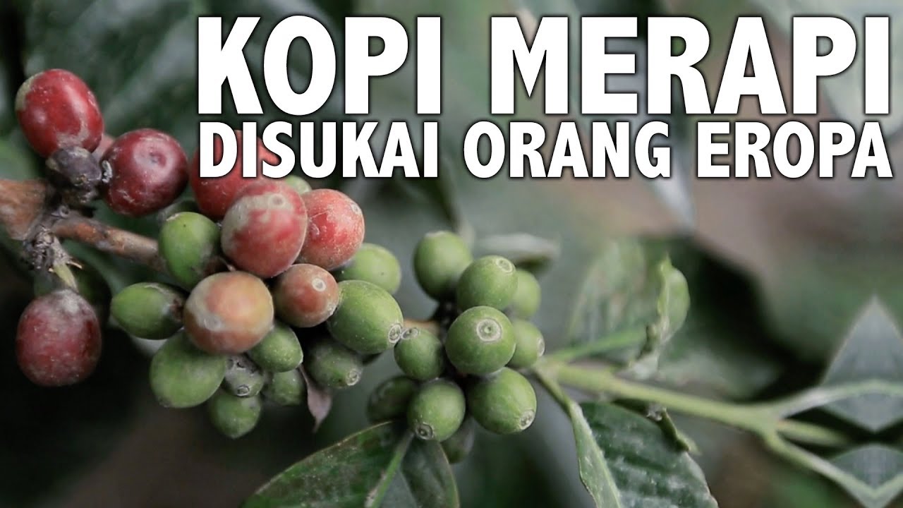 Kopi Merapi Kesukaan Orang Eropa