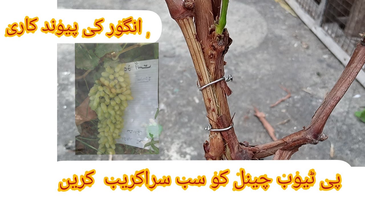 #graft#vinegrafting#ptube#experiment GRAPE VINE GRAFTING,HOW TO GRAFT, BUD METHOD TECHNIQUE #P#TUBE
