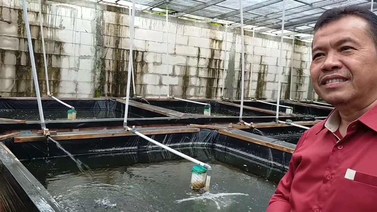 Budidaya Sidat: Kunci Sukses Stadia Glass Eel