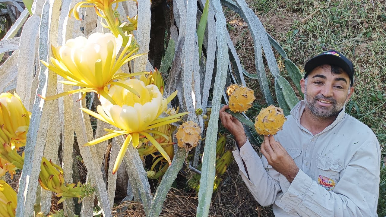 Como fazer para colher pitaya o ano todo.