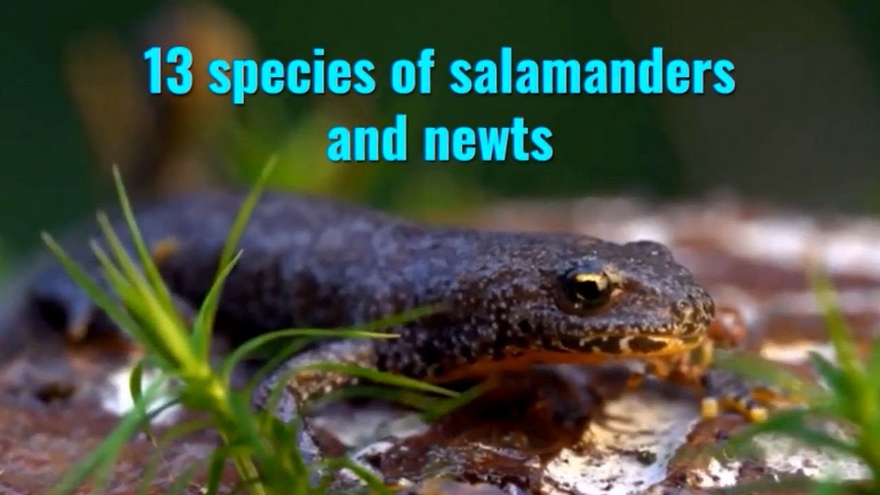 13 species of salamanders and newts