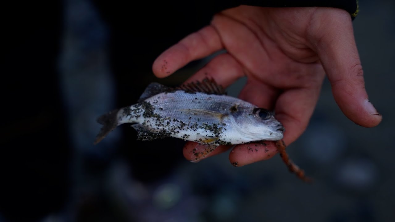 Surfcasting a Voltri (Tubertini)