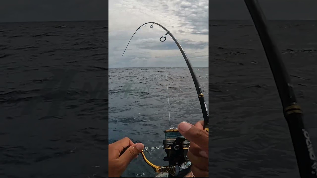 umpan ikan hidup memang paten , lempar sambar bro #fishing #belajarmancing #umpanikanhidup