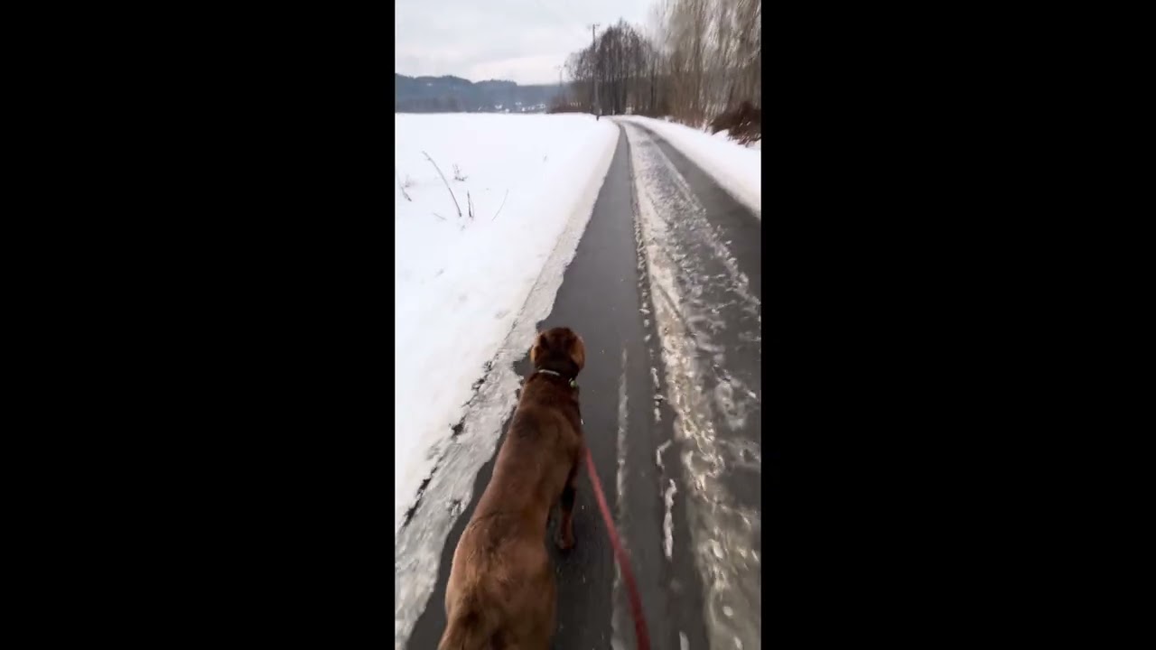 walking the dog