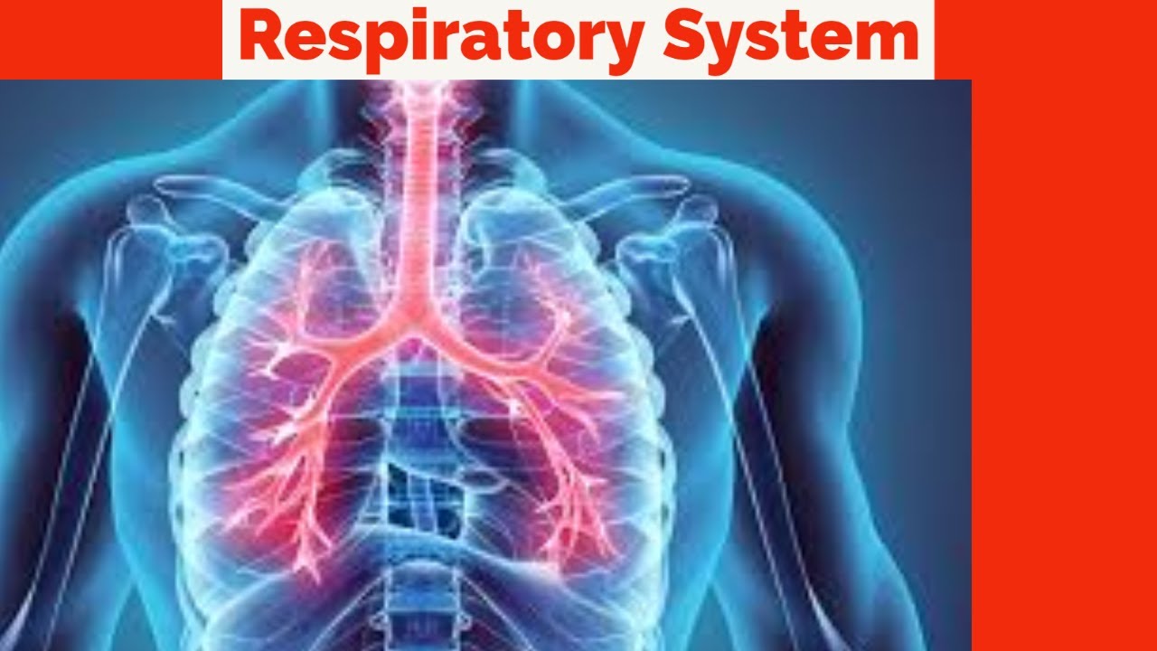 How to understand the Respiratory System