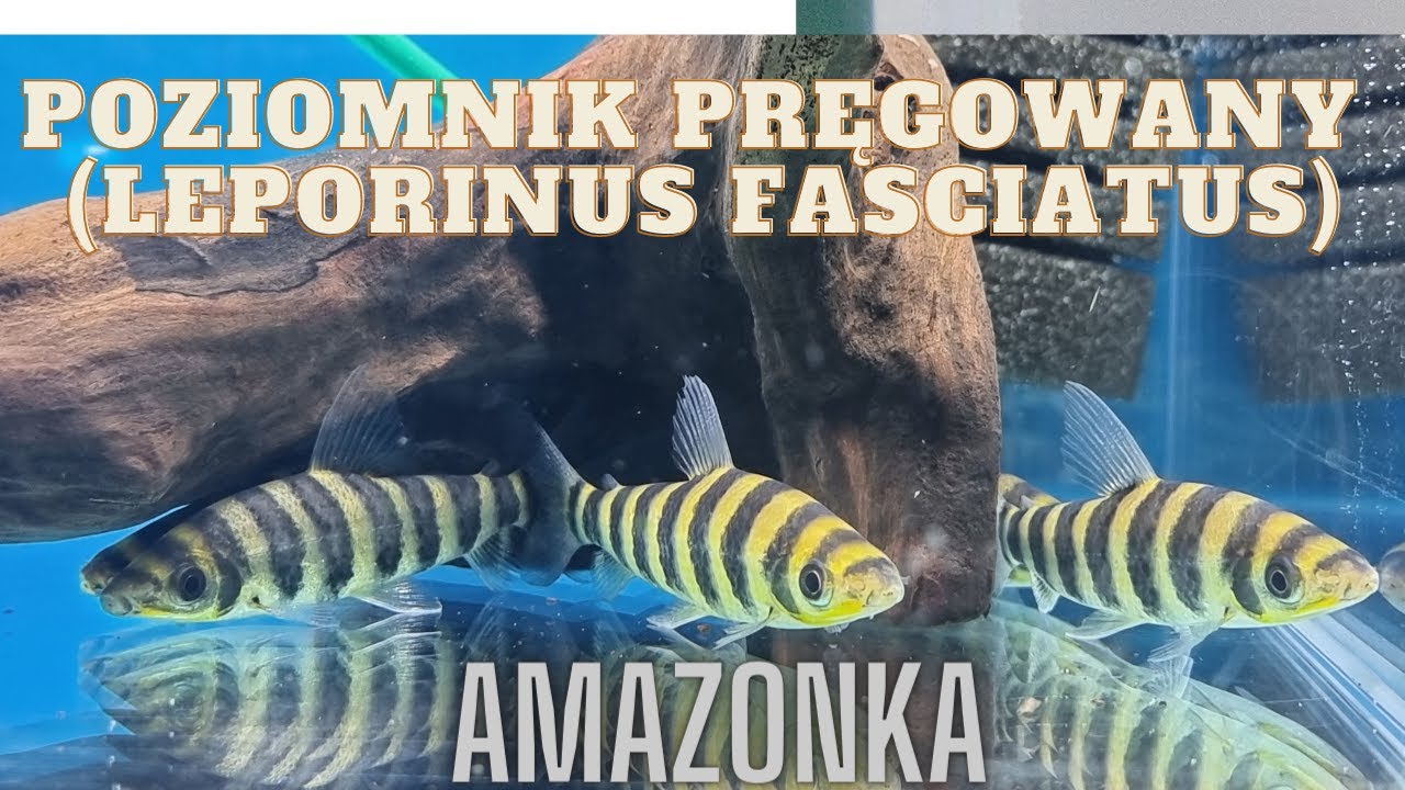 Kolumbia Poziomnik pręgowany &ndash; Leporinus fasciatus( Pszcz&oacute;łka)