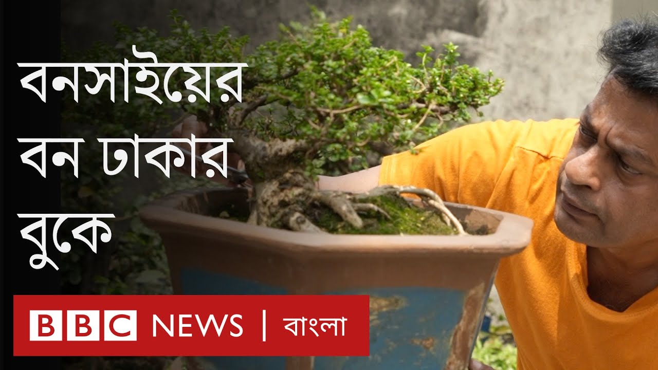 ঢাকার বুকে বনসাইয়ের বন গড়ে তুলেছেন আনিসুল হক