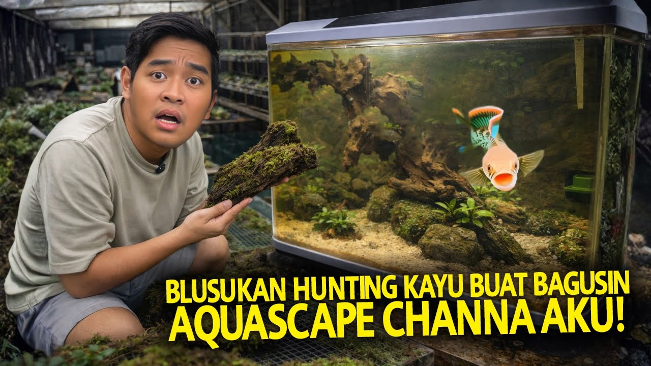 BLUSUKAN HUNTING KAYU BUAT BAGUSIN AQUASCAPE CHANNA AKU! GREBEK SINLAY AQUATIC!