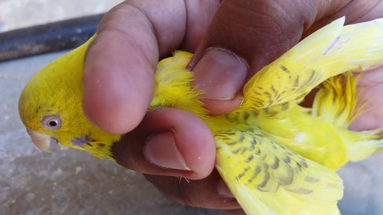 Budgies Parrots ki Nasle in detail in Urdu/Hindi.