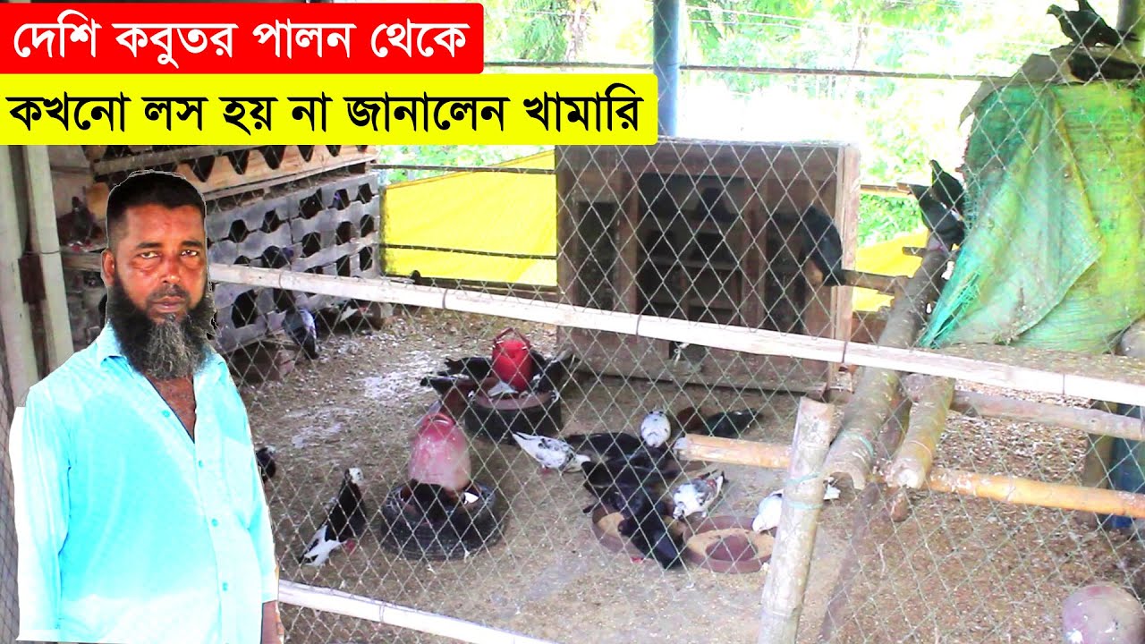 দেশি কবুতর পালন থেকে কখনো লস হয় না জানালেন এই খামারি | কবুতর পালন পদ্ধতি | Pigeon Farm In Bangladesh