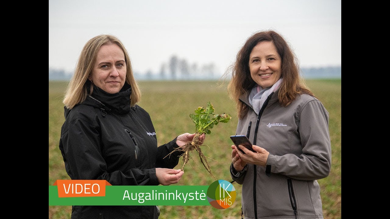 IKMIS 2021. Pasėlių stebėjimas &ndash; situacija &Scaron;akių rajone