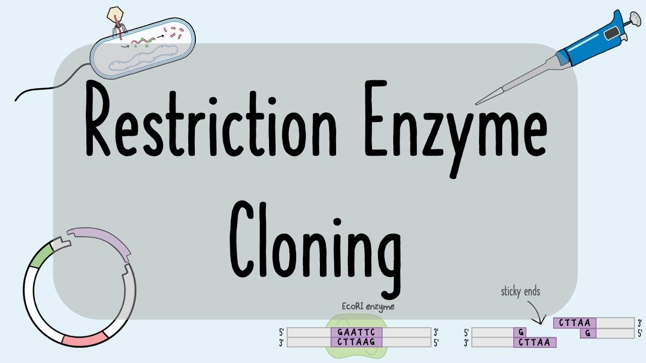 Restriction Enzyme Cloning | Step-by-Step Guide for Success