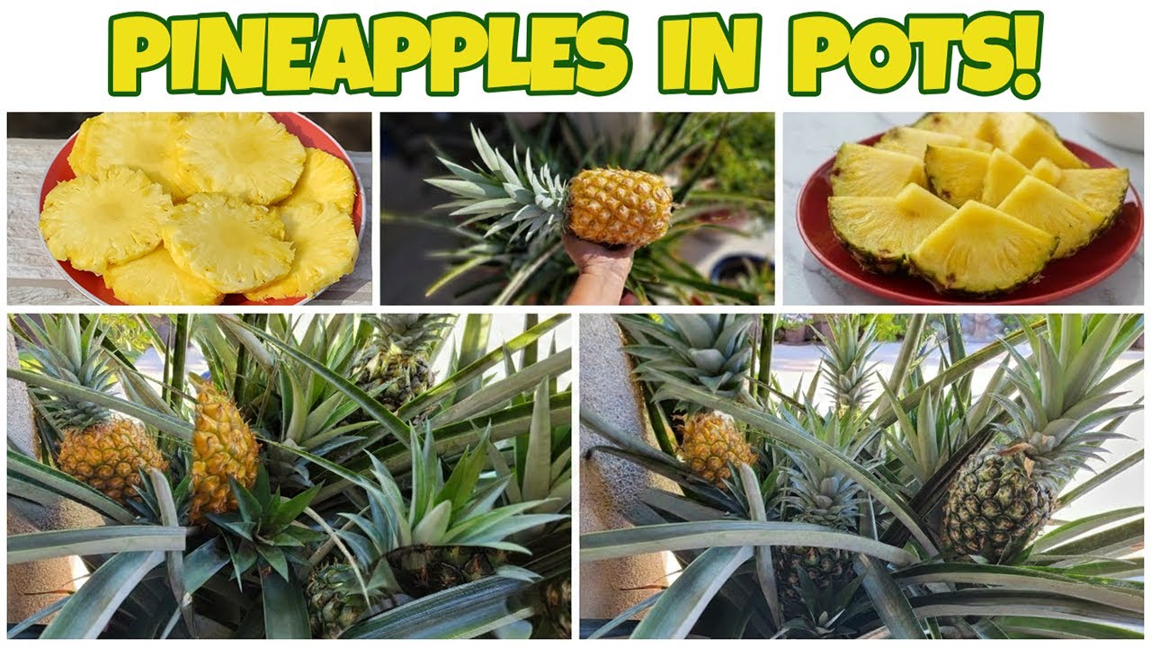 Growing Pineapples in Pots Is Easier Than You Think 🍍 (SoCal Garden)