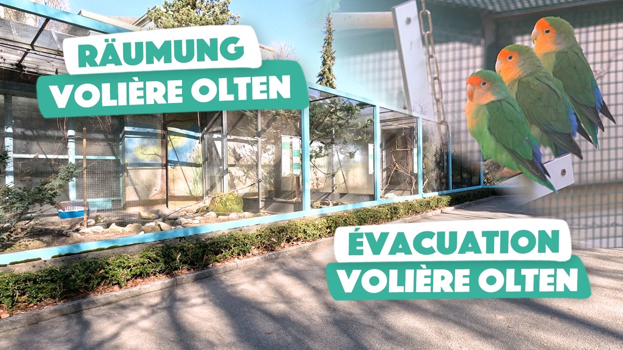 Räumung Volière Olten | Évacuation volière Olten #vögel #oiseaux #birds