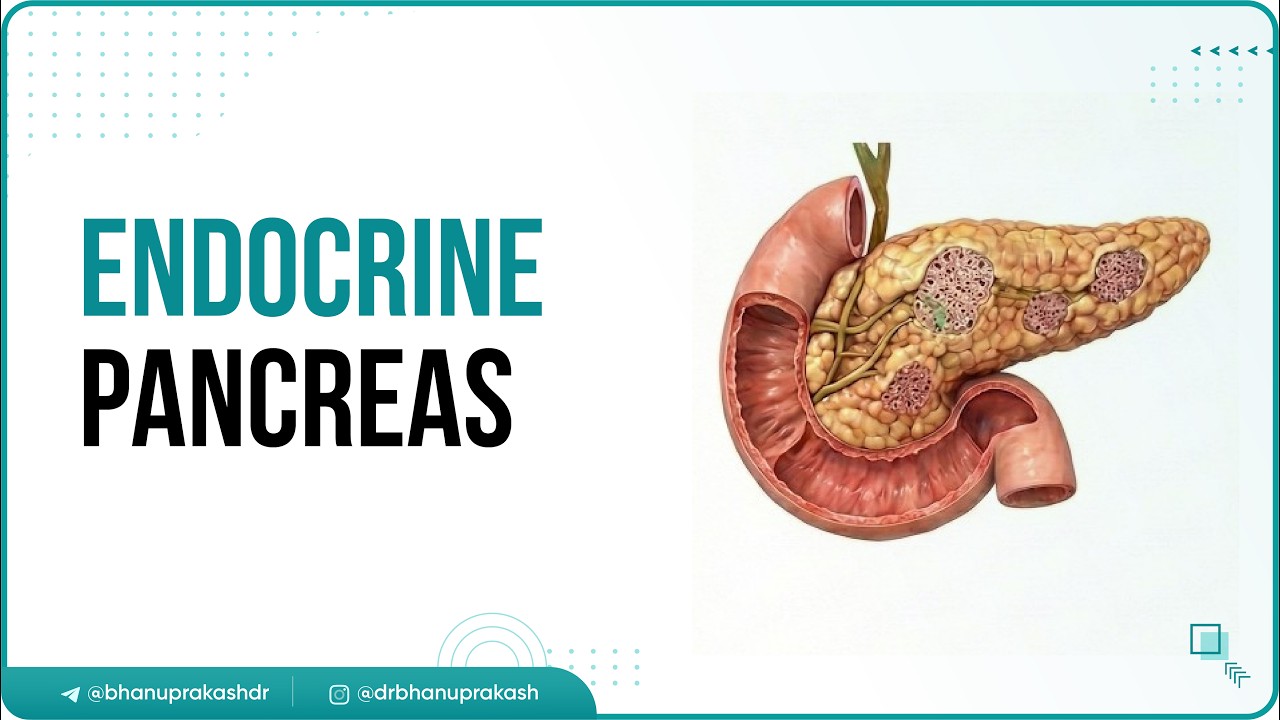12. Поджелудочная железа 🧪 | Эндокринная система поджелудочной железы, гормоны и регуляция | USML...