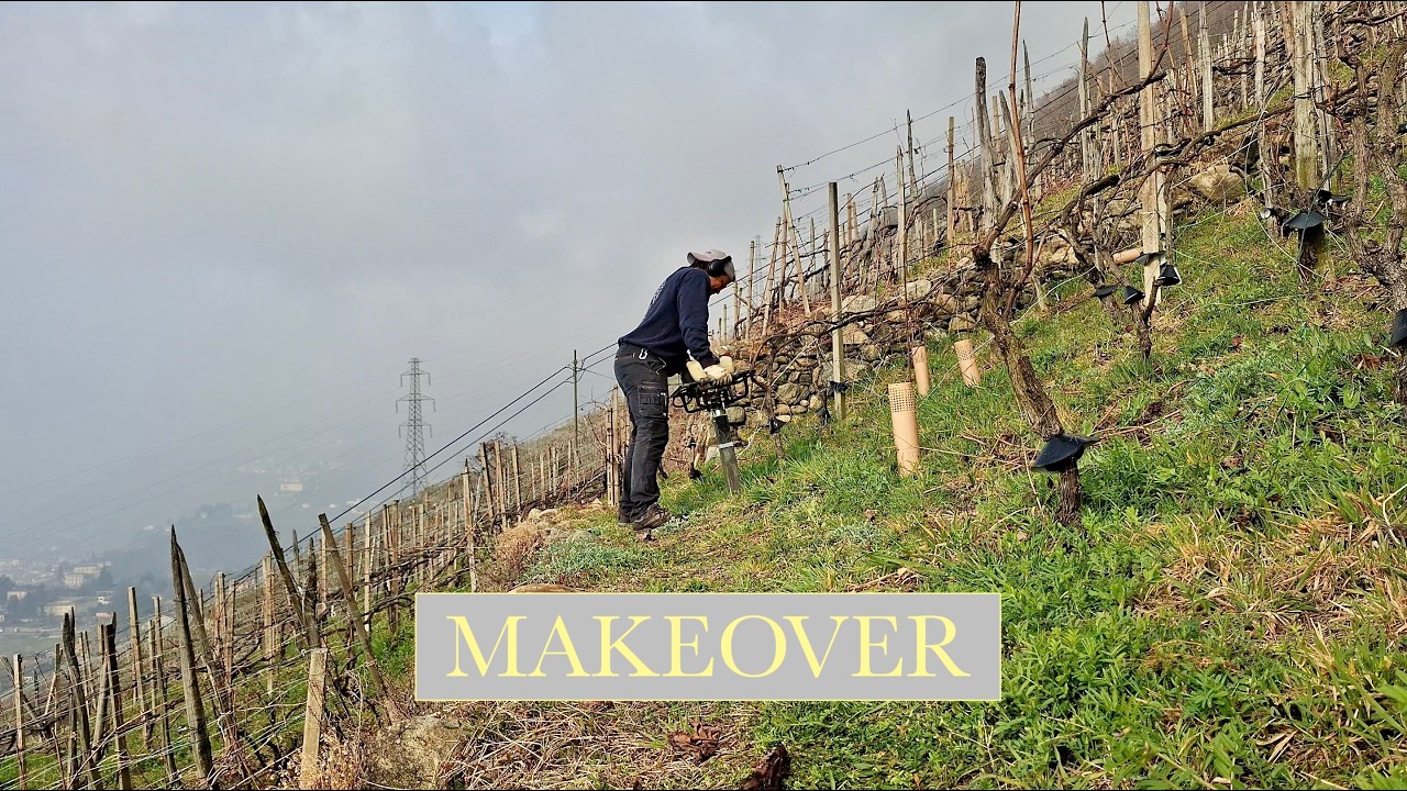 EP51- Giornata dura in vigna! | Big day in the vineyard!
