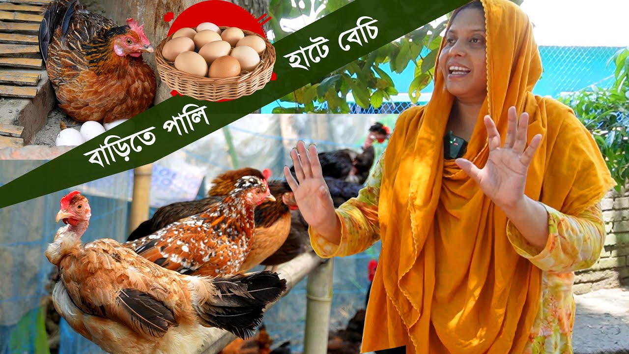 আমি পালি উনি বিক্রি করে আলহামদুলিল্লাহ ভালো আছি - দেশি মুরগির খামার | Murgi Palan || কৃষি ঘর