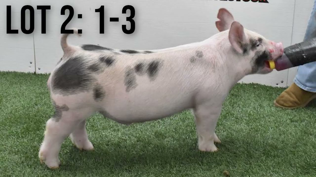 The Showpig Lineup: Episode 42 - Feb. 17th Sales