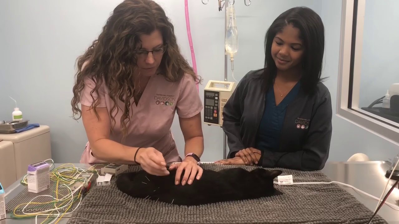 Acupuncture saves baby Coco from paralysis