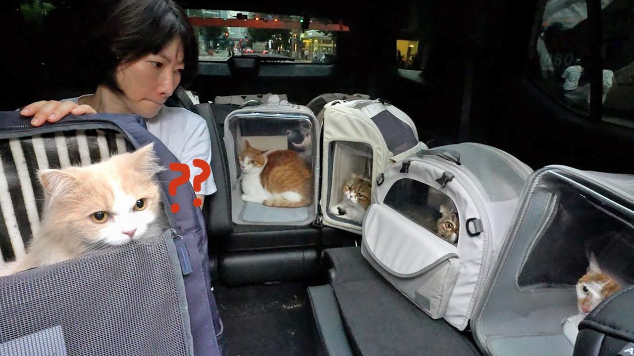 새 집으로 이사 왔습니다