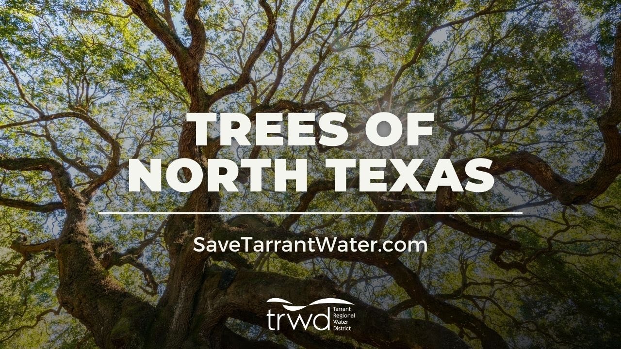 Trees of North Texas