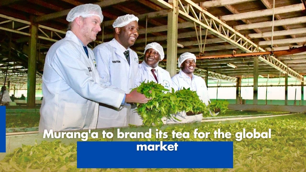 Murang'a to brand its tea for the global market