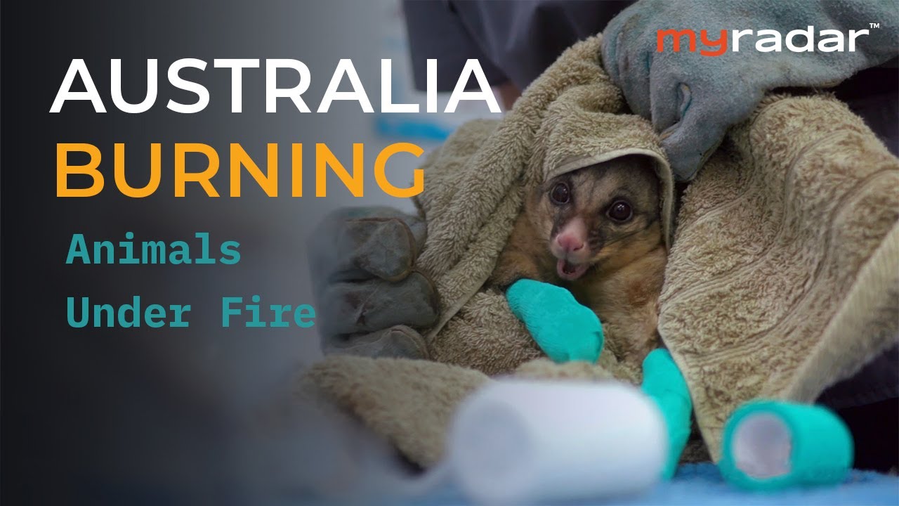Australia Burning: Animals Under Fire (MyRadar Reports)