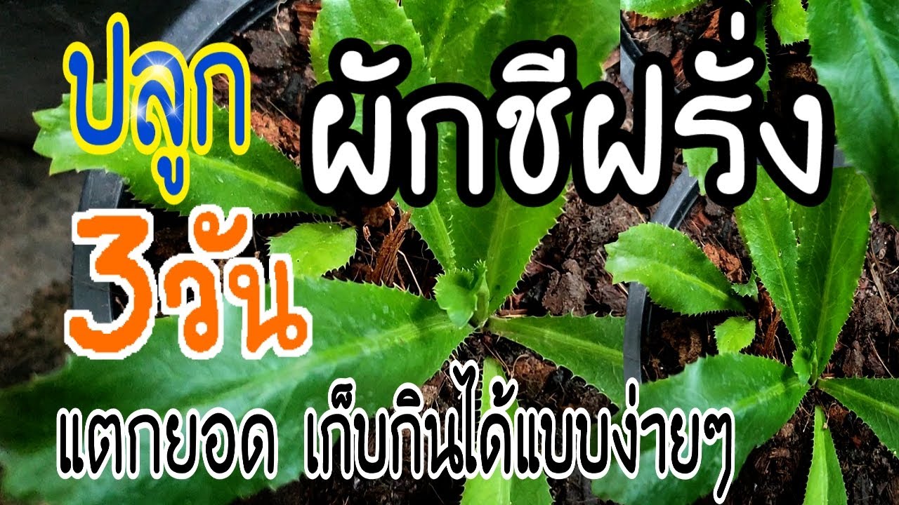 ปลูกผักชีฝรั่ง 3วัน แตกยอด เก็บกินได้แบบง่ายๆ🌱Culantro