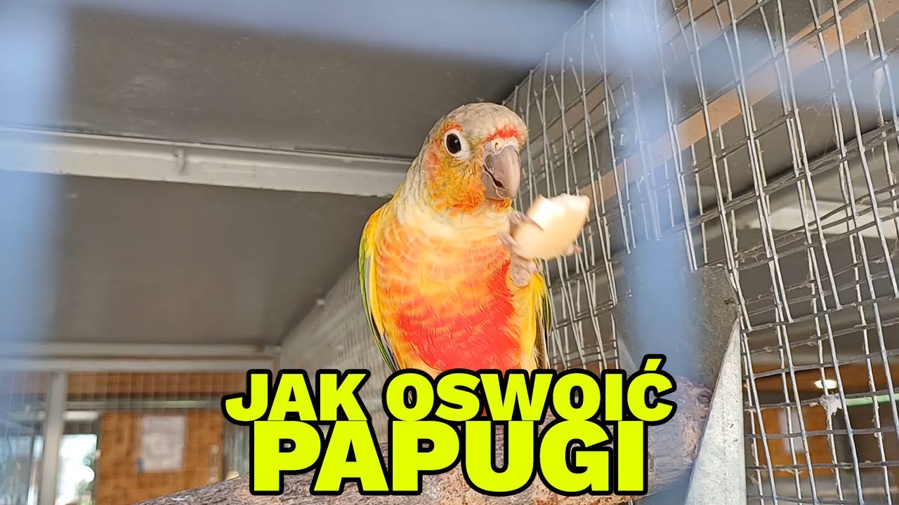 TRIK KTÓRY POZWOLI OSWOIĆ PAPUGI W DOMACH I WOLIERACH!