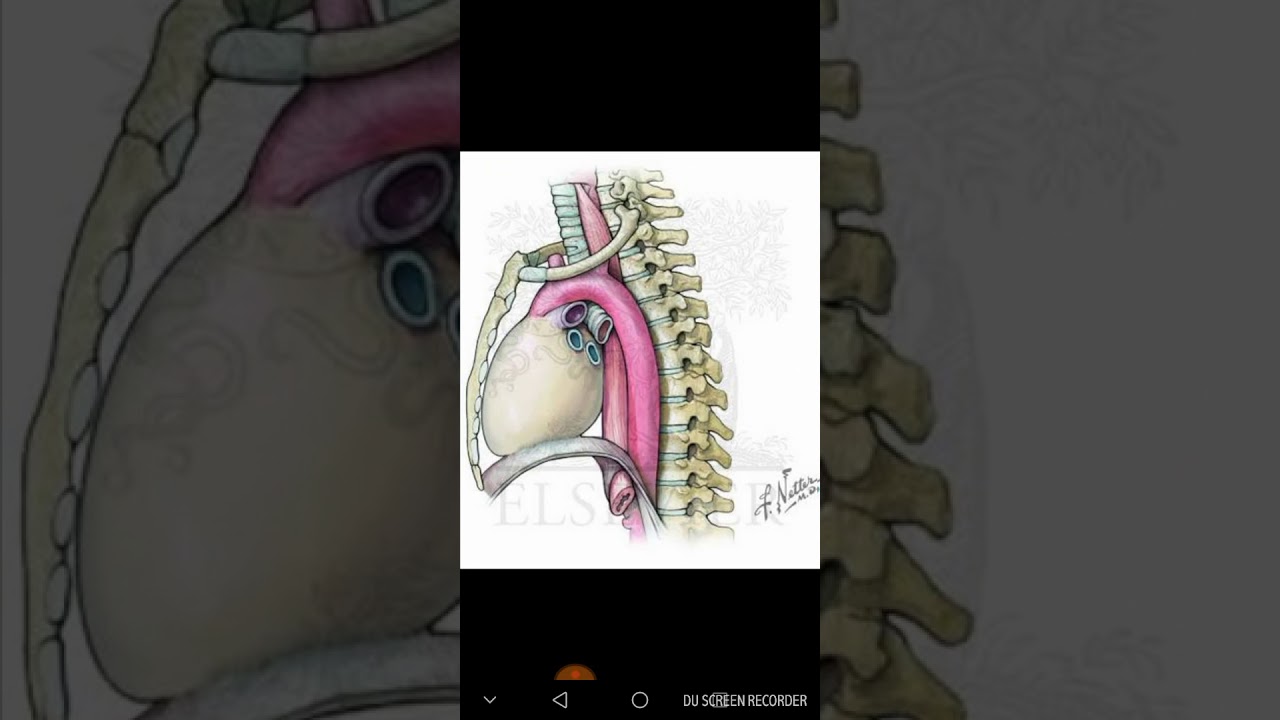 Thoracic cavity anatomy part#1 | Mediastinum anatomy | relationship of thorax | fcps part 1 syllabus