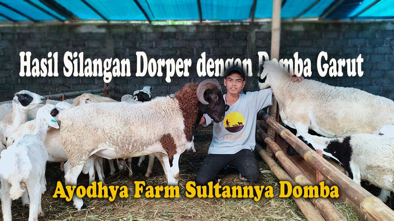 Pesona Hasil Silangan Dorper dan Domba Garut || Ayodhya Farm Sultannya Domba