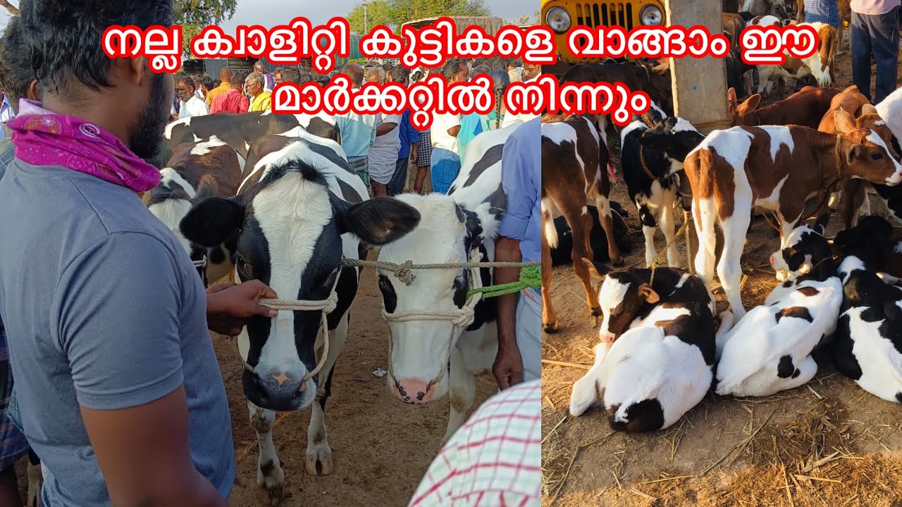 നല്ല ക്വാളിറ്റി ഉള്ള പശു കുട്ടികളെ വാങ്ങാൻ പറ്റുന്ന തമിഴ്നാട്ടിലെ ഒരേ ഒരു മാർക്കറ്റ്|High breed HF |
