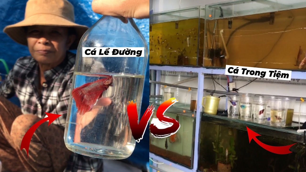 Sự khác biệt giữa Cá Lề Đường và Cá Trong Tiệm