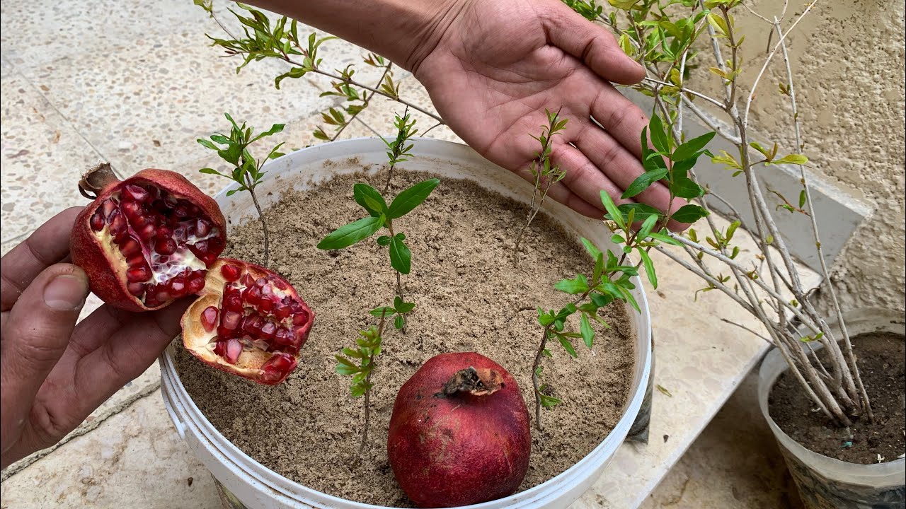 كيف تزرع الرمان من البذور في المنزل 🌿 أشجار رمان مجانًا 🌱🪴