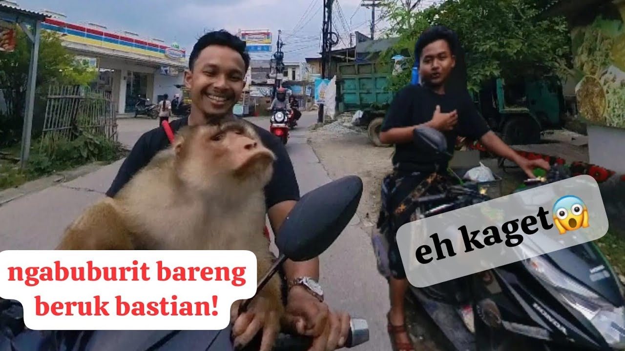 ngabuburit sama monyet beruk bastian! shooting ulang sama beruk bastian!