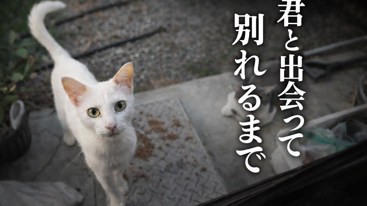 助けを求めてきたエイズの野良猫と過ごす日々