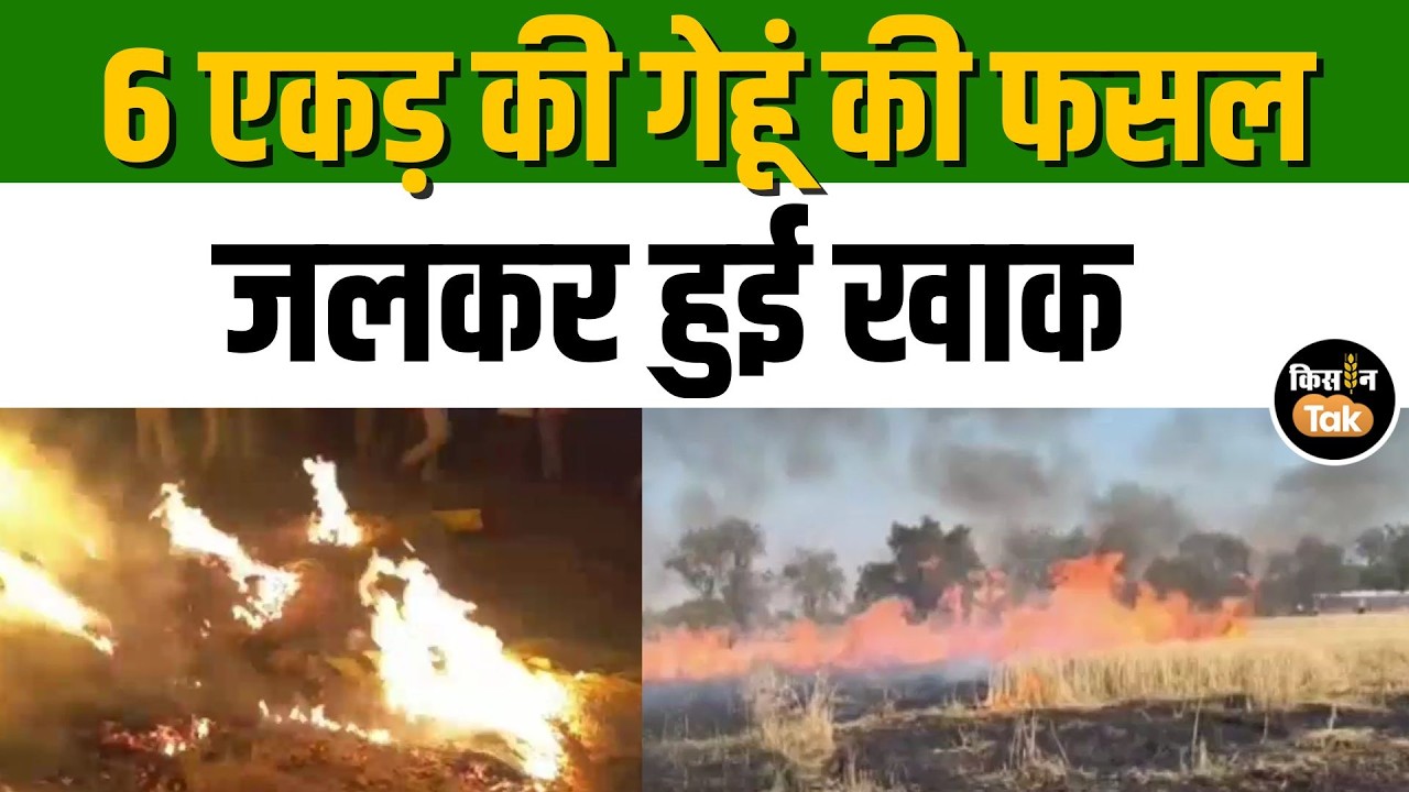 Khargone: गेहूं के खेत में लगी भीषण आग, बिजली के शार्ट सर्किट से पूरा खेत हुए राख