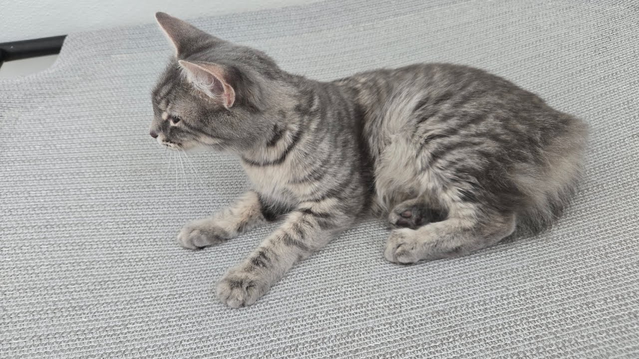 #kittens running into walls