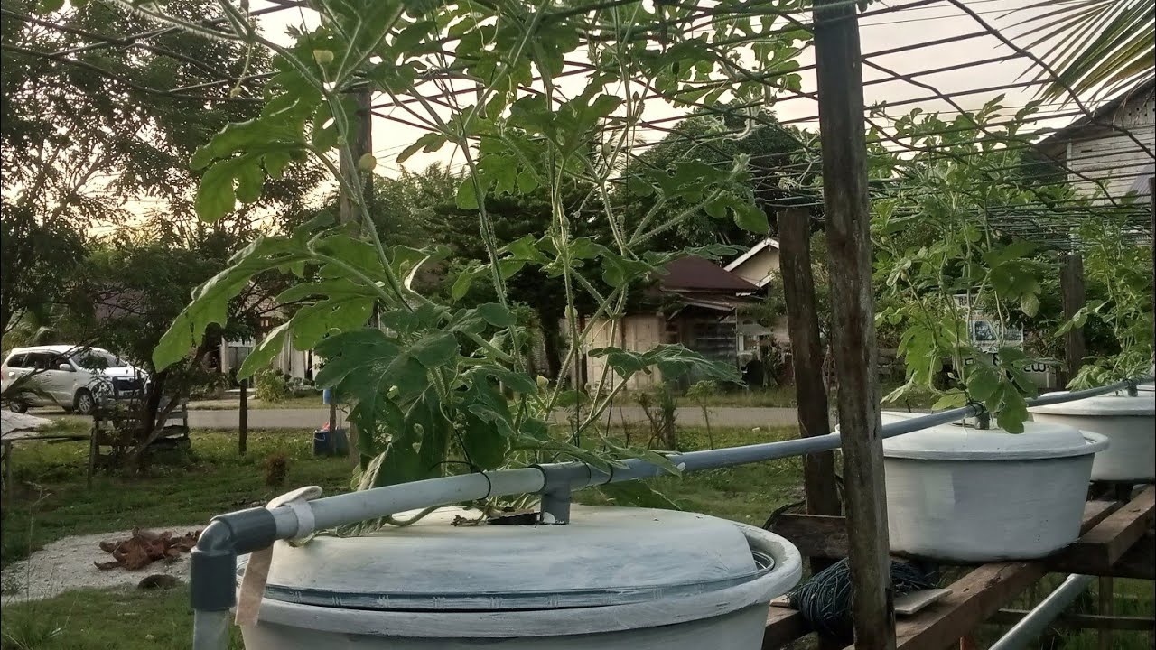 Semangka hidroponik sistem machida, usia 17 hst berbuah setiap cabang.