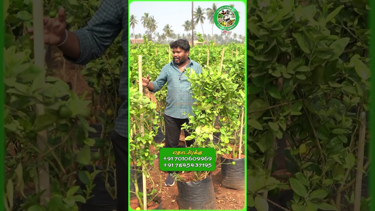 Тайский лимонный патти 🍋 Телефон: 70106 09969