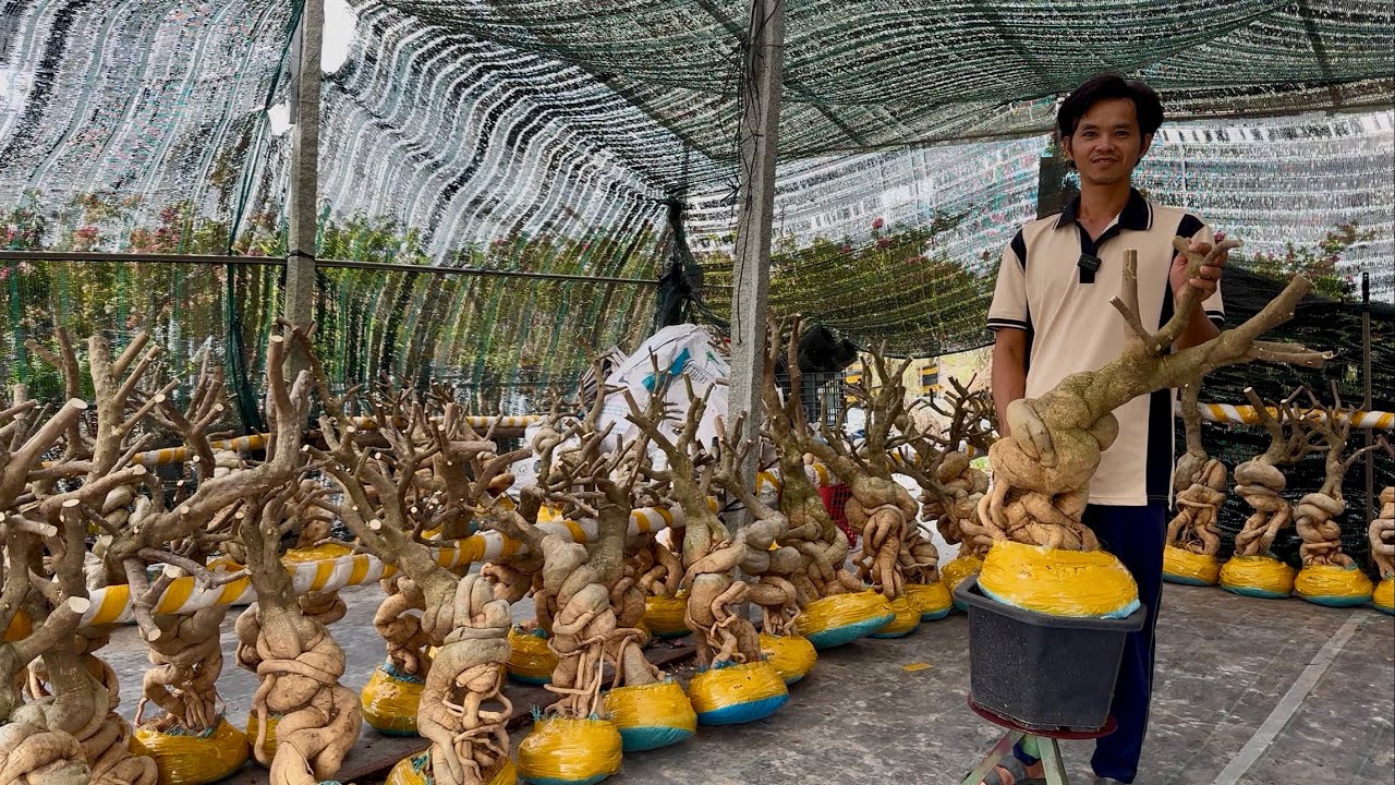 Siêu phẩm dáng trực củ bình, phôi hoa giấy vườn Thanh Nhựt giao lưu toàn quốc giá mềm ☎0762.981.939