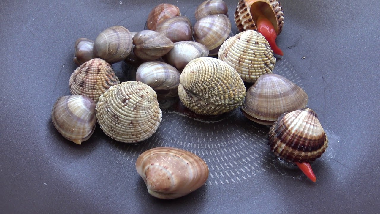 अलग गोले !!! Различные снаряды,Diferentes proyectiles,不同的,different shells