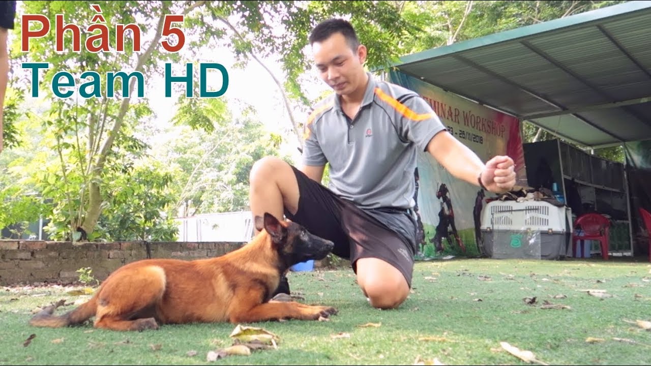 P5: Cún Con Làm Quen Với  Động Tác: Đứng, Nằm, Ngồi/ Training Malinois/ NhamTuatTV - Dog in Vietnam