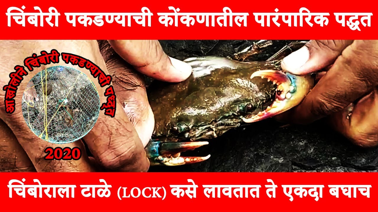 चिंबोराला टाळे कसे लावतात ते एकदा बघाच 🦀😱 | चिंबोरी पकडण्याची कोंकणातील पारंपारिक पद्धत 