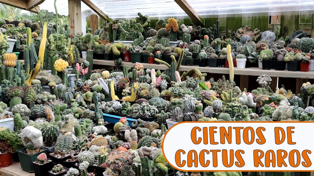 TOUR por el JARDÍN de un COLECCIONISTA de CACTUS ¡Te dejará con la boca abierta! │Candy Bu