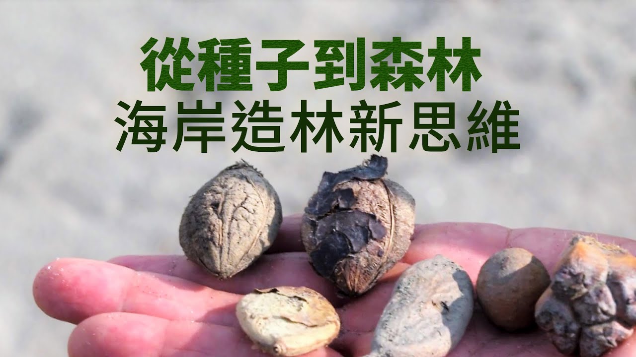 【森林復育】從種子到森林｜海岸造林新思維(我們的島 1116集 2021-08-02)