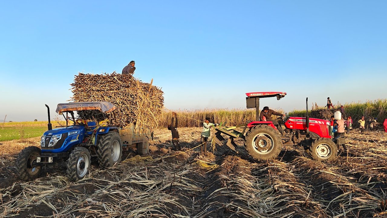 गन्ने की First ट्रॉली 😱| MF 254 💪 4wd Pulling For Sonalika Tractor 🚜| चने 🌾 की बुवाई ❓| ￼ #KS