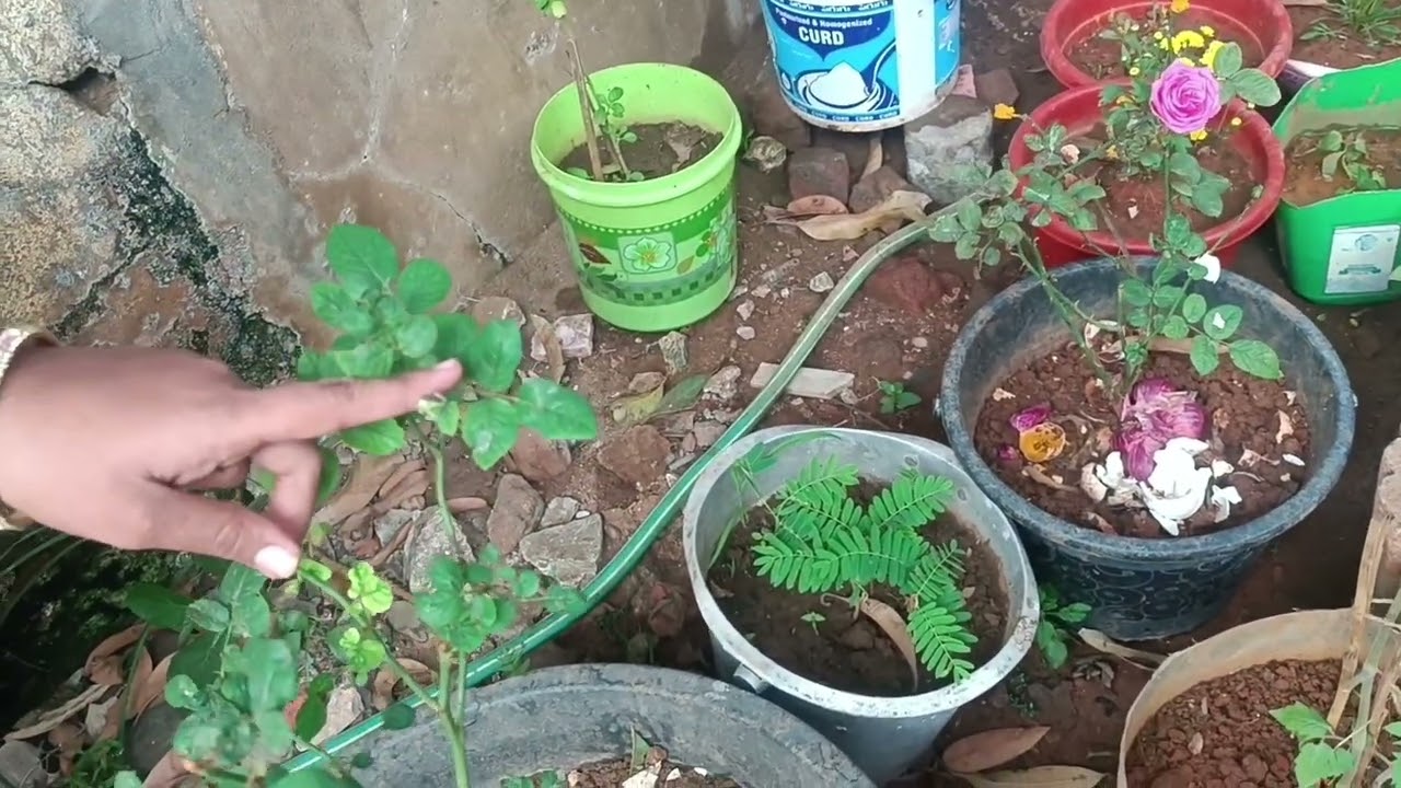My Garden Part-1