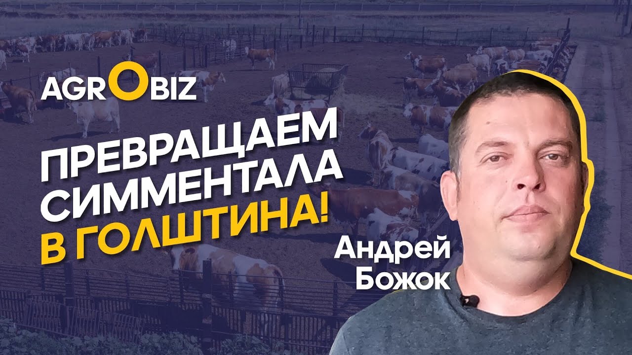 Как повысить надои у симменталов: осеменение, генетика, рацион и уход за КРС | ТОО «Кирова»